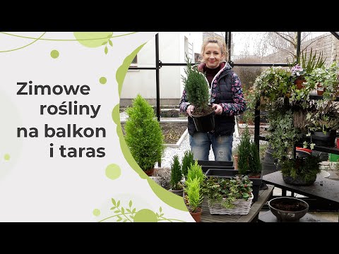 , title : 'Jakie rośliny można zimą uprawiać na balkonach i tarasach?'