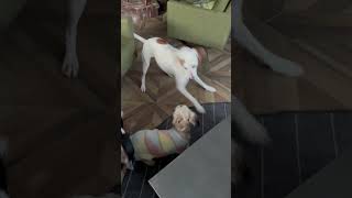 Video preview image #1 Coonhound-Unknown Mix Puppy For Sale in East Derry, NH, USA