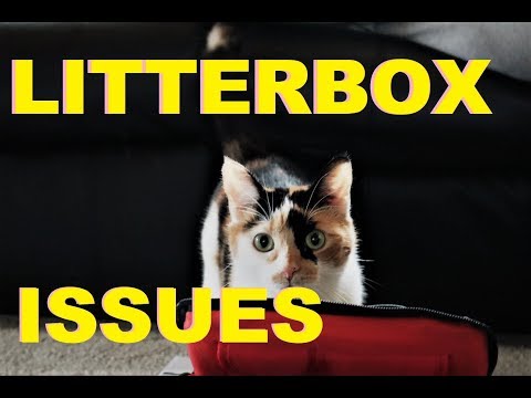 Why Is My Cat Peeing Outside The Litter Box | AniMal Advice