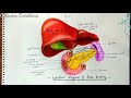 How to draw human liver...||Liver diagram in easy way..|| Labelled diagram of Liver..