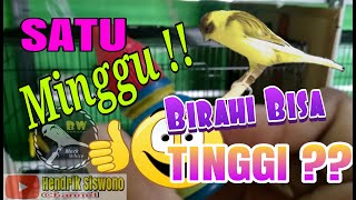 Download lagu Wow..!! This is a quick way to increase the libido of female canaries so they are ready to mate. mp3 Download lagu Wow..!! This is a quick way to increase the libido of female canaries so they are ready to mate. mp3