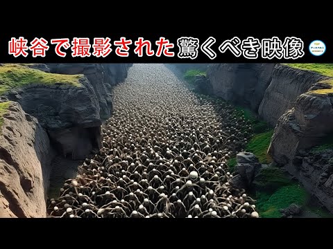 最近発見された種トップ 10