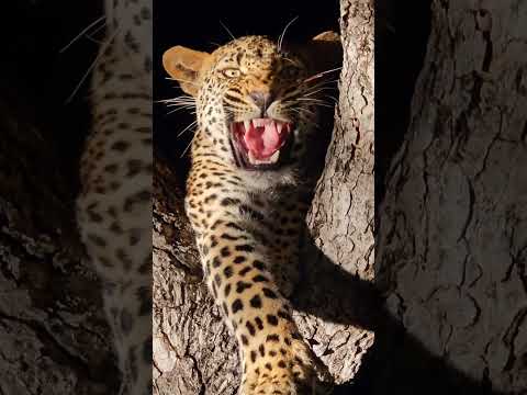 sound on #ranthambore #tigra #animal