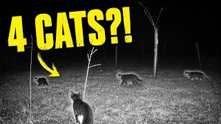 Not 1… Not 2… But 4 Cats on My Trail Cam