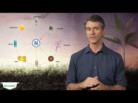 Nature phenomenon soluble powder granular microbe soil condi...