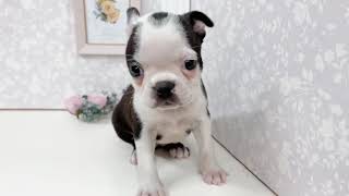 ボストンテリアの動画01