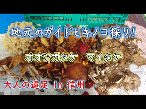 園芸 海と大陸の間の砂丘キノコ