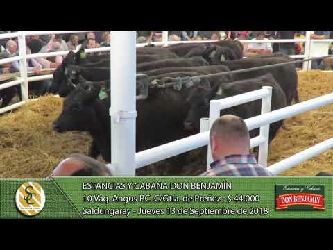 13-09-18 Venta de Vientres Angus y P. Hereford P.C. y P.R. - Cabaña Don Benjamín - Saldungaray