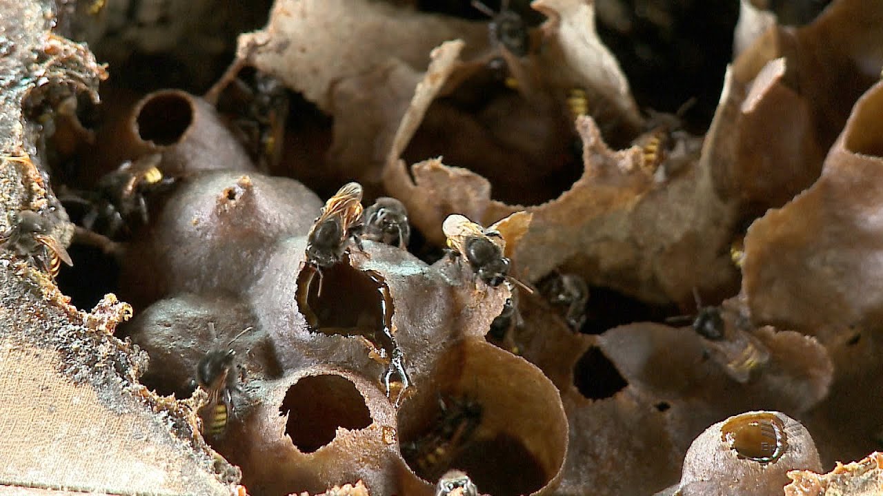 Abelhas sem ferrão: um bom negócio no campo