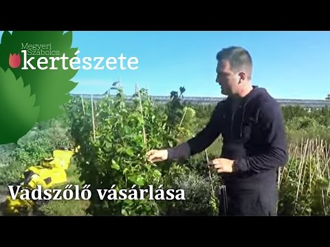 Vadszőlő vásárlása
