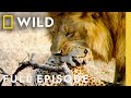 African Predators Fight To The Death Full Episode Cat Wars Lion Vs Cheetah Nat Geo Animals