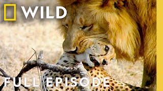 Download lagu African Predators Fight to the Death (Full Episode) | Cat Wars: Lion vs. Cheetah | Nat Geo Animals mp3