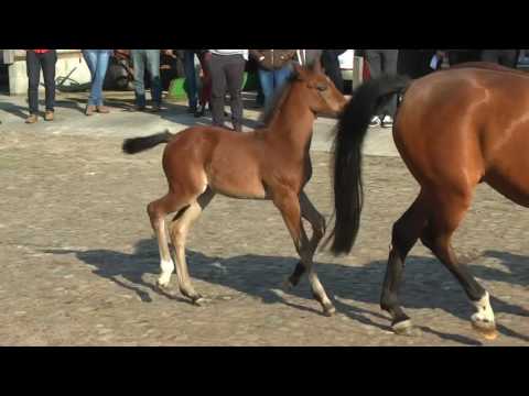 18 Stute v. Cornet Obolensky