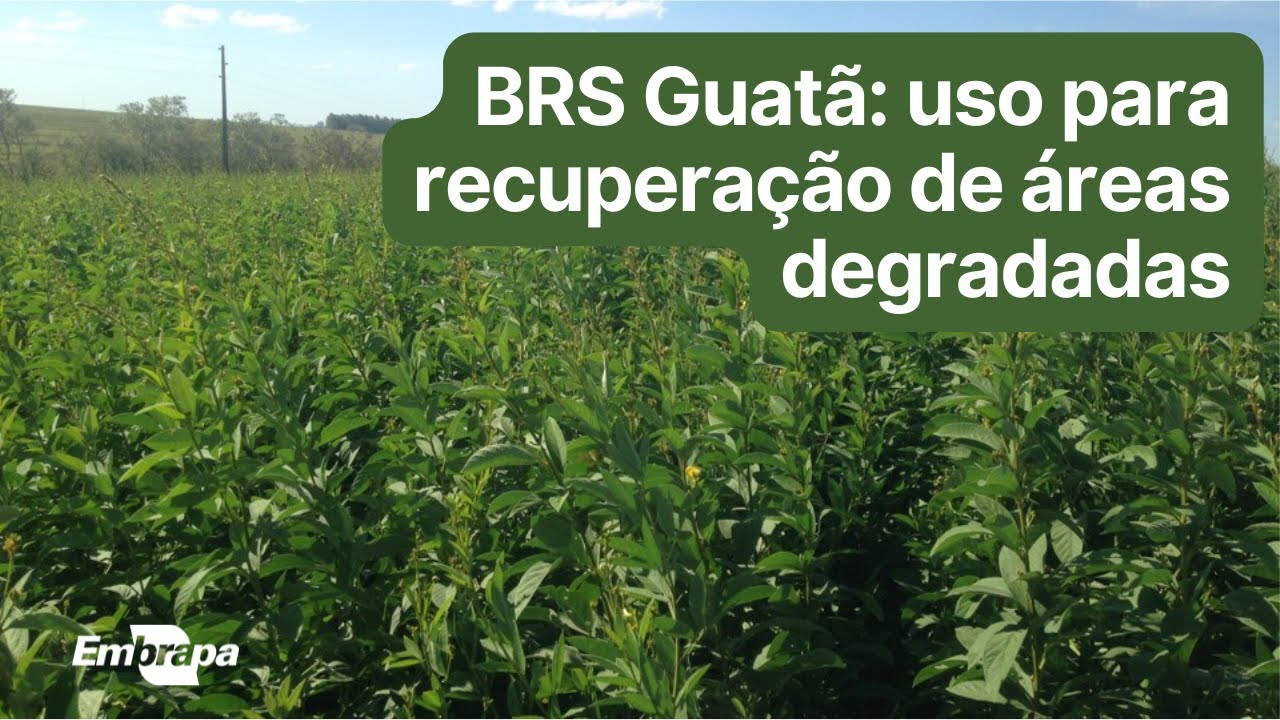 BRS Guatã: uso para recuperação de áres degradadas
