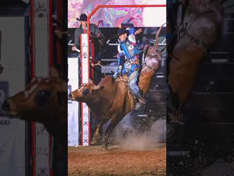 ABALO (Cia Paulo Emílio) - MELHOR TOURO de CAFELÂNDIA 2025 #shorts #rodeio #rodeo