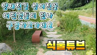 양재천 식물탐방 식물튜브와 함께 해봐요~ #양재꽃시장 #식물튜브 #plant tube