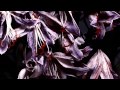 Underworld - Bird 1 (Full HD) 