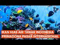 5 Besar Negara Pengekspor Ikan Hias Didunia