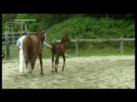 Ausnahmefohlen des Dressurhengstes Diamond Hit