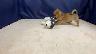 ハーフ犬の動画01