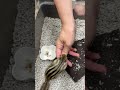 シマリス ♂（2026年春生まれの新生児）馴れてます♪のYouTubeサムネイル画像