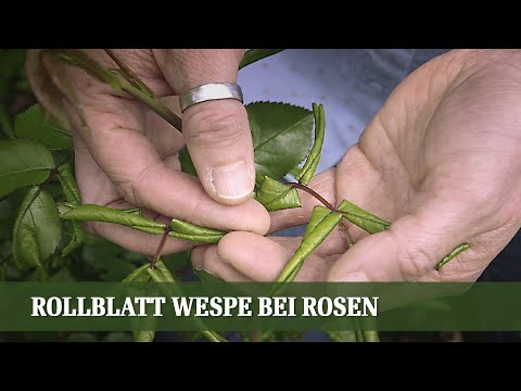 Rollblatt Wespe an Rosen, was kann man dagegen tun?