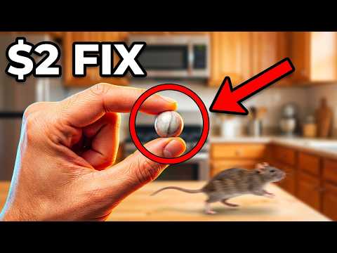 Exterminators Charge $300 to Kill Rats — This $2 Trick Works Better!
