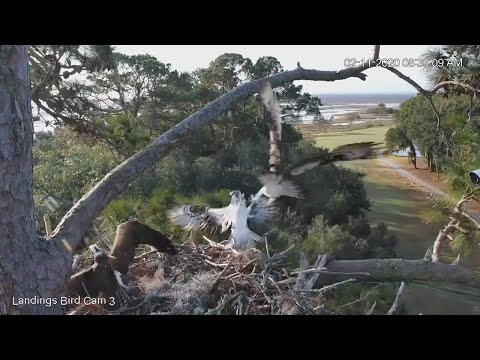 Osprey Takes A Tumble While Defending Nest Site In Savannah – Feb. 11, 2020