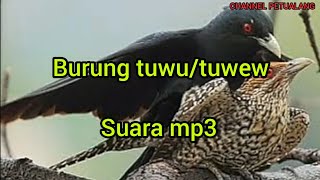 Download lagu SUARA BURUNG,TUWU/ TUWEW mp3 mp3 Download lagu SUARA BURUNG,TUWU/ TUWEW mp3 mp3