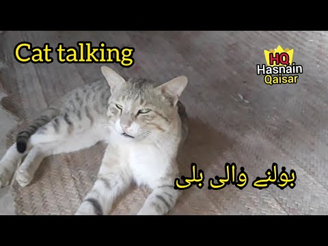 Talking Cat .Bolne Wali Bili / Hasnain Qaisar