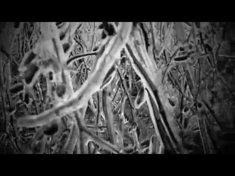 eyenine - wasted (music video)