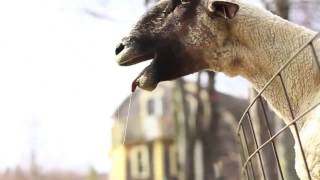 Skillet - It's Not Me It's You (Goat Edition)