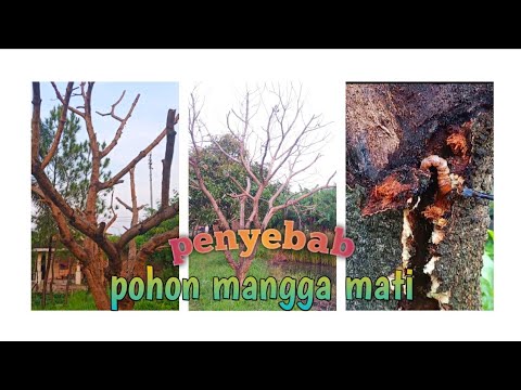 , title : 'Penyebab pohon mangga mati'