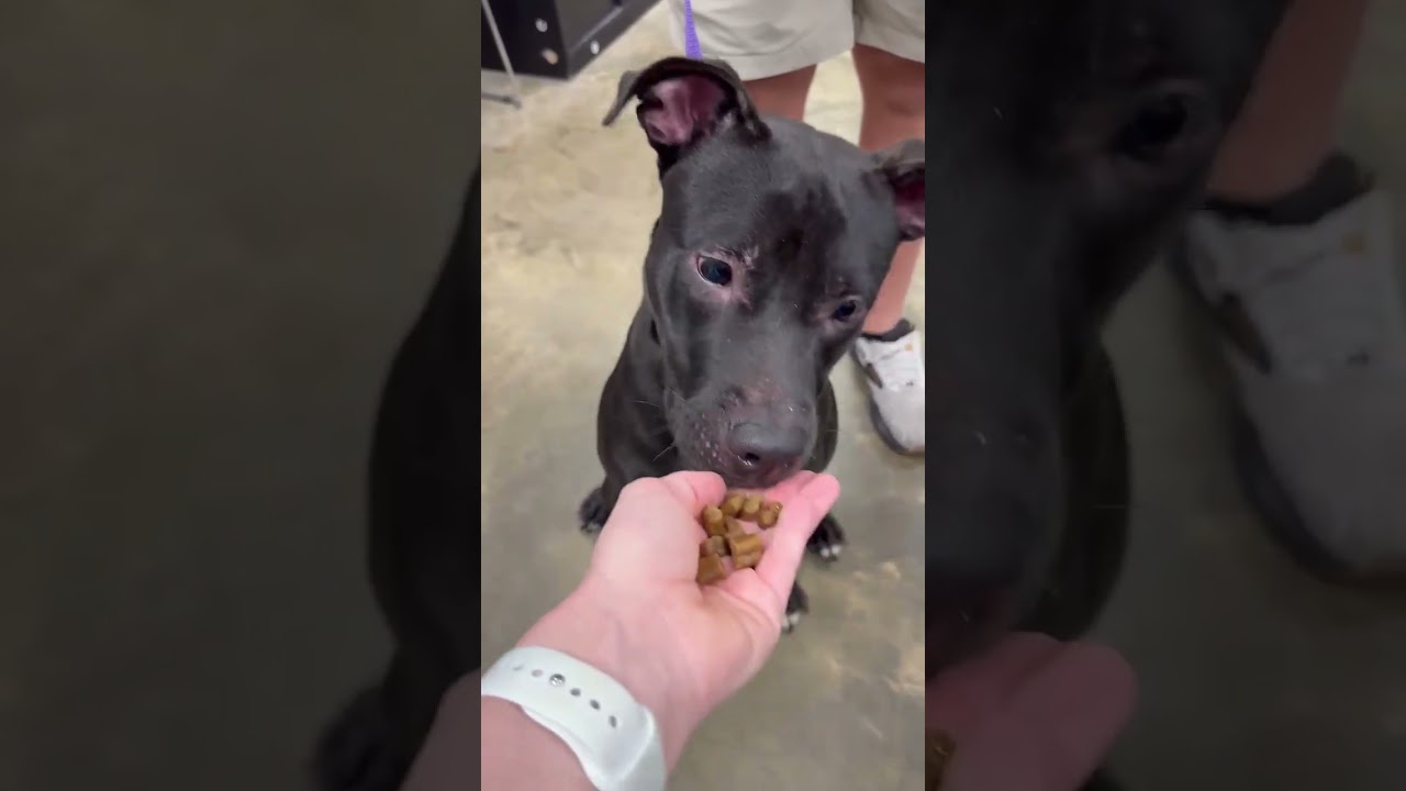 Enlarge Terry, a Adopted mixed breed in Hyannis, MA video 3/6
