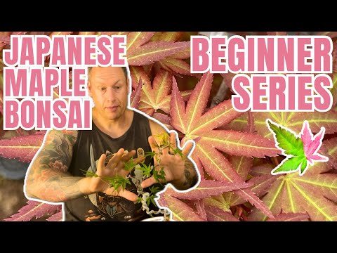 How to Make a Starter Japanese Maple Bonsai (Dragon Style Trunk Movement)