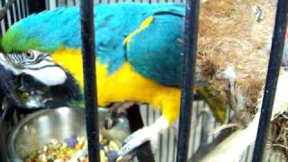 preview picture of video 'Rocky, Blue & Gold macaw at the shelter 2'
