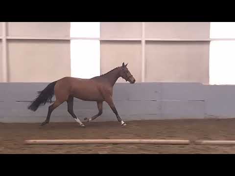 Don VHP x Sam R - Loose Jumping and In Hand