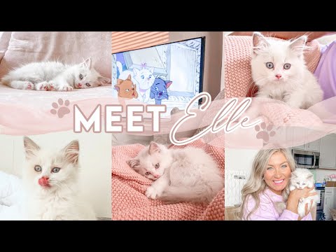 GETTING MY RAGDOLL KITTEN! | Name Reveal, Picking Her Up, Prepping For Arrival | Lauren Norris