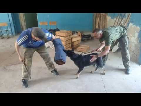 Hillari Motor Sich. Работа по защите. ч.2.(German Shepherd Dog)