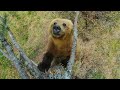 Bears Dancing In The Forest 4K UHD Planet Earth II BBC Earth