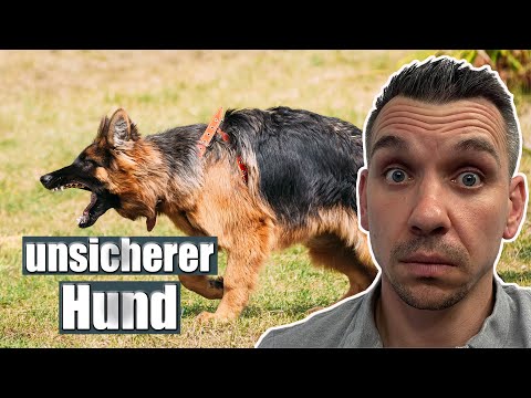 Deinem Hund Sicherheit vermitteln - so klappt es sicher