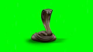 Real Cobra Chromakey Green Screen Effect - VFX Ani