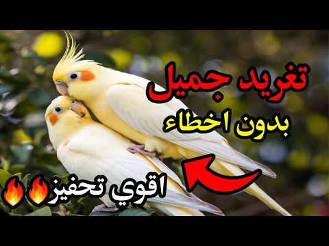 happy cockatiel singing Cockatiel Chirping Pied Cockatiel Singing Sounds (Tono), Cockatiel Calls