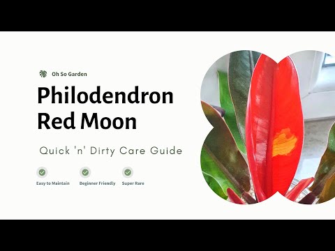 Philodendron Red Moon Care Guide Video