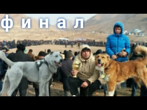 Саг чанг. Сагчанг алабай. Собачий бой Таджикистан 2022.