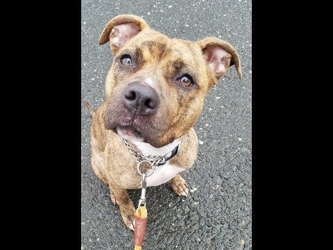 Queenie - Great with Dogs!, an adopted Terrier Mix in Mendham, NJ_image-1