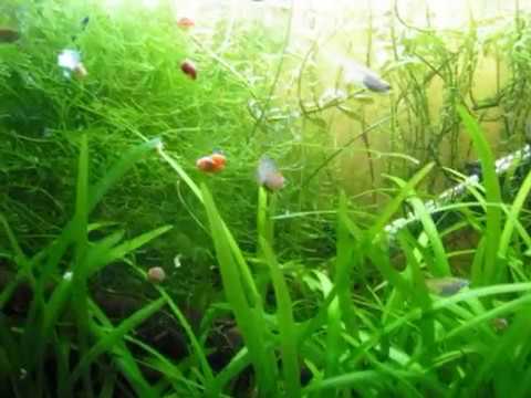 Update on Daisy's Ricefish (Oryzias woworae)