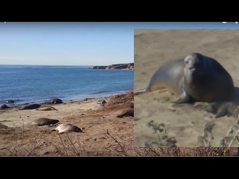 Elephant Seal Tour At Ano Nuevo State Park