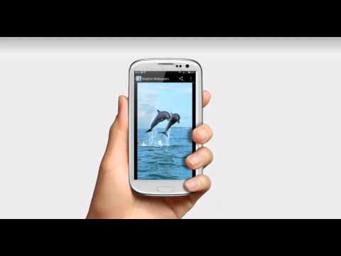 Dolphin Wallpapers Video
