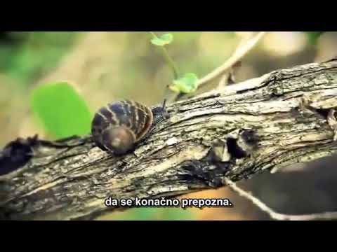 Tko si ti, zaista.. Gangaji